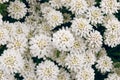 Spring white Iberis flowers. Iberis sempervirens white flowering plant evergreen candytuft or perennial candytuft