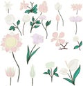 Spring white isolate flowers, vector set