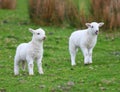 Spring white lambs Royalty Free Stock Photo