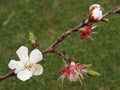 Fresh white and pink spring blossoms and beautiful cherry buds on the branches of trees. The beginning of the new year in Iran Royalty Free Stock Photo
