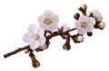 Spring white-pink flowers on a branch isolated on white background with clipping path without shadows. Close-up. Flowers of apric Royalty Free Stock Photo