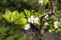 In the spring, white plum flowers bloom in the garden