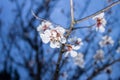 Spring white plum tree flower at night Royalty Free Stock Photo