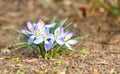 Spring white and purple crocus blooming during early sunny Spring day Royalty Free Stock Photo