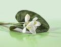Spring white snowdrop flower on green leaf. Soft focus Royalty Free Stock Photo