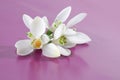 Spring white snowdrop flower on pink. Soft focus Royalty Free Stock Photo