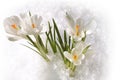 Spring white snowdrops