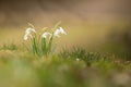 Spring snowdrops blooming in grass Royalty Free Stock Photo