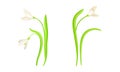 Spring white snowdrops set. Beautiful elegant blooming flower, spring symbol vector illustration