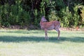 Spring white tail deer fawn Royalty Free Stock Photo