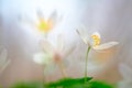 Spring white wild flower dream