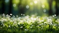 Spring white wildflowers and green grass in a soft blurred background, natural beauty scene
