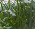 Spring Whiteflower LeucÃÂ³jum vernum