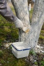 Spring whitewashing of a fruit tree. Work in a garden Royalty Free Stock Photo