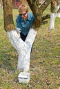 Spring whitewashing of fruit-trees in a garden