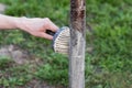 Spring whitewashing of trees. Protection from sun and pests. Ukraine