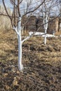 Spring whitewashing of young apple trees