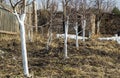 Spring whitewashing of young apple trees