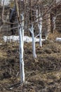 Spring whitewashing of young apple trees