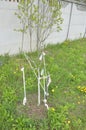 Spring whitewashing of young trees in the garden