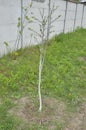 Spring whitewashing of young trees in the garden