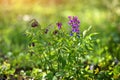 Spring in the wild blooms Lathyrus vernus. Beautiful flowers of blooming wild forest pea in spring forest Royalty Free Stock Photo