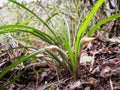 Spring wild cymbidium