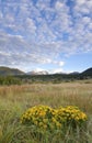 Spring wild flower with clouds