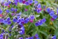 Spring wild flower Pulmonaria officinalis, Common Lungwort in nature at springtime Royalty Free Stock Photo