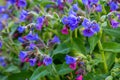 Spring wild flower Pulmonaria officinalis, Common Lungwort in nature at springtime Royalty Free Stock Photo