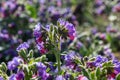 Spring wild flower Pulmonaria officinalis, Common Lungwort in nature at springtime Royalty Free Stock Photo