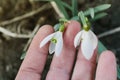 Spring wild flower snowdrop in hand Royalty Free Stock Photo