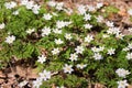 Spring wild flowers, wood anemone, windflower, Anemone nemorosa