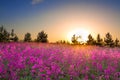 Summer rural landscape with purple flowers on a meadow and suns Royalty Free Stock Photo