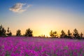 Summer rural landscape with purple flowers on a meadow and suns Royalty Free Stock Photo