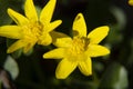 Spring wild flowers. Marsh marigold Royalty Free Stock Photo