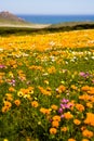 Spring wild flowers near Cape Town