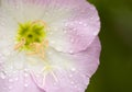 Spring Wild Flowers with Rain Drops Royalty Free Stock Photo