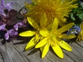 Spring wild flowers on wooden batten