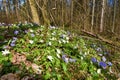 Spring wild garden with white wood anemone (Anemonoides nemorosa) Royalty Free Stock Photo