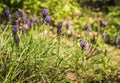 Spring, wild hyacinths and a butterfly Royalty Free Stock Photo