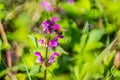 spring wild meadow Dead-Nettle and bee