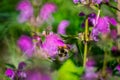 spring wild meadow Dead-Nettle close up