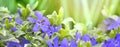 Spring wild meadow periwinkle flowers, ladybug in sun light, macro panorama. Soft focus nature background panoramic. Pastel toned