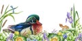 Spring wild nature scene. River flowers, carolina duck and small frog image. Watercolor illustration. Bright water bird Royalty Free Stock Photo