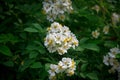 spring wild white rose Royalty Free Stock Photo