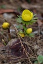 Winter aconite - spring wild yellow flowers Royalty Free Stock Photo