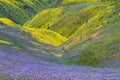 Spring Wildflower in Carrizo Plain National Monument Royalty Free Stock Photo