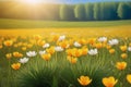 Spring wildflower field in beautiful sunlight. flowers and grass in a countryside at sunset time Royalty Free Stock Photo