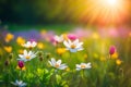 Spring wildflower field in beautiful sunlight. flowers and grass in a countryside at sunset time Royalty Free Stock Photo